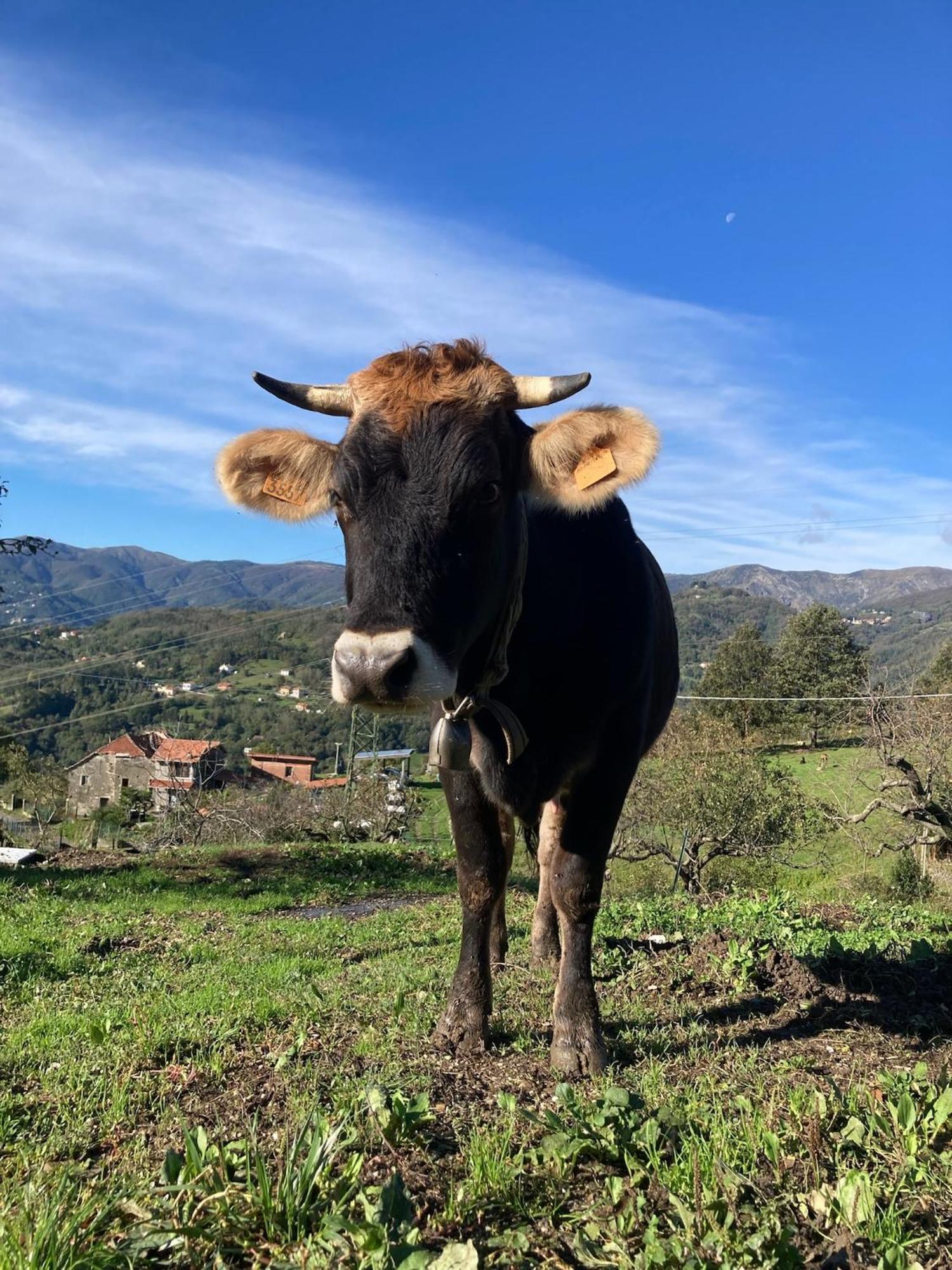 Agriturismo Terra E Cielo Serra Rocco 外观 照片