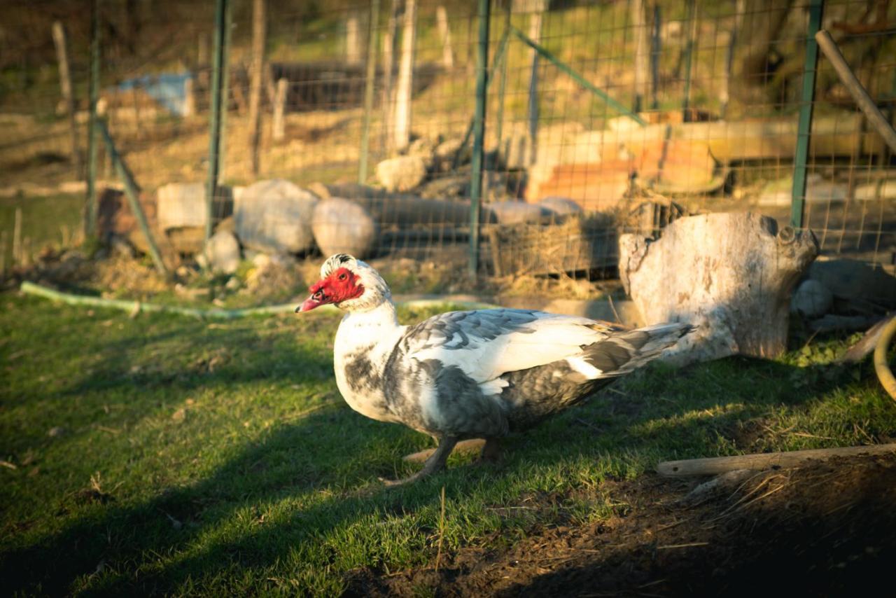 Agriturismo Terra E Cielo Serra Rocco 外观 照片