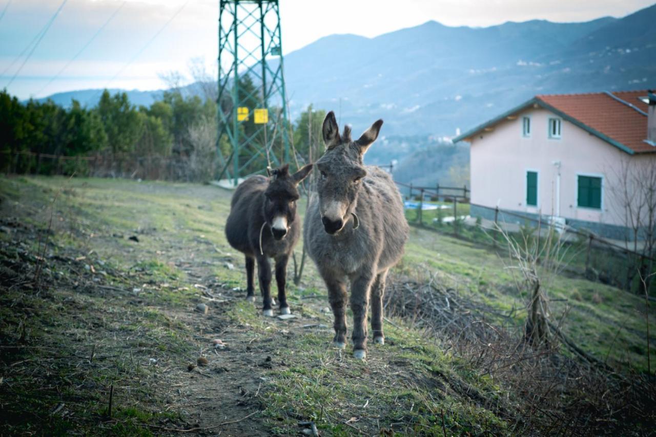 Agriturismo Terra E Cielo Serra Rocco 外观 照片